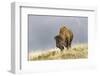 Bison in Fall, Lamar Valley, Yellowstone National Park, Wyoming-Adam Jones-Framed Photographic Print