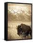 Bison in Grand Teton National Park Wyoming-Justin Bailie-Framed Stretched Canvas