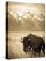Bison in Grand Teton National Park Wyoming-Justin Bailie-Stretched Canvas