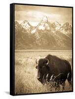 Bison in Grand Teton National Park Wyoming-Justin Bailie-Framed Stretched Canvas