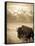 Bison in Grand Teton National Park Wyoming-Justin Bailie-Framed Stretched Canvas