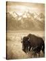 Bison in Grand Teton National Park Wyoming-Justin Bailie-Stretched Canvas