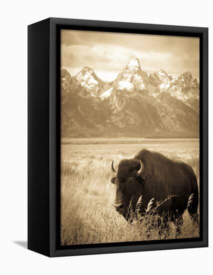 Bison in Grand Teton National Park Wyoming-Justin Bailie-Framed Stretched Canvas