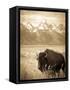 Bison in Grand Teton National Park Wyoming-Justin Bailie-Framed Stretched Canvas