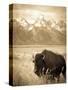 Bison in Grand Teton National Park Wyoming-Justin Bailie-Stretched Canvas