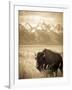 Bison in Grand Teton National Park Wyoming-Justin Bailie-Framed Photographic Print