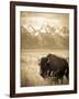 Bison in Grand Teton National Park Wyoming-Justin Bailie-Framed Photographic Print