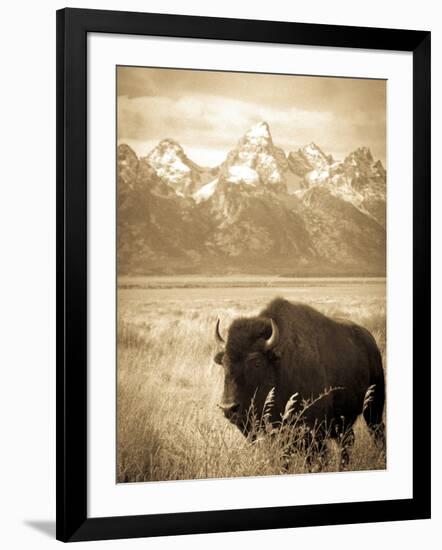 Bison in Grand Teton National Park Wyoming-Justin Bailie-Framed Photographic Print