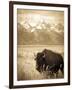 Bison in Grand Teton National Park Wyoming-Justin Bailie-Framed Photographic Print