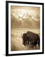 Bison in Grand Teton National Park Wyoming-Justin Bailie-Framed Photographic Print