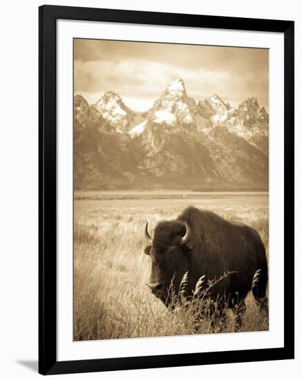 Bison in Grand Teton National Park Wyoming-Justin Bailie-Framed Photographic Print