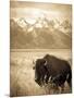 Bison in Grand Teton National Park Wyoming-Justin Bailie-Mounted Photographic Print