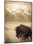 Bison in Grand Teton National Park Wyoming-Justin Bailie-Mounted Photographic Print