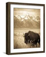 Bison in Grand Teton National Park Wyoming-Justin Bailie-Framed Photographic Print