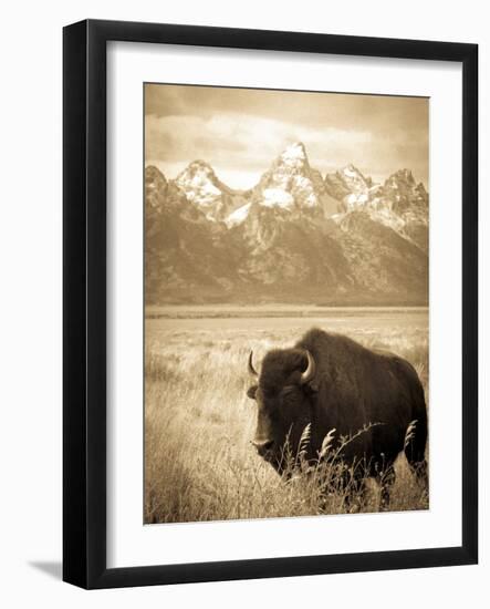 Bison in Grand Teton National Park Wyoming-Justin Bailie-Framed Photographic Print