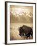 Bison in Grand Teton National Park Wyoming-Justin Bailie-Framed Photographic Print