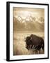 Bison in Grand Teton National Park Wyoming-Justin Bailie-Framed Photographic Print