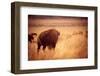 Bison in Grand Teton National Park, Wyoming-Justin Bailie-Framed Photographic Print