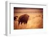 Bison in Grand Teton National Park, Wyoming-Justin Bailie-Framed Photographic Print