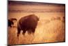 Bison in Grand Teton National Park, Wyoming-Justin Bailie-Mounted Photographic Print