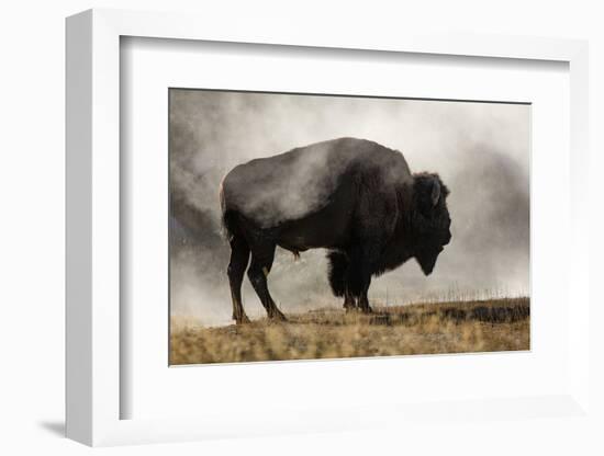 Bison in Mist, Upper Geyser Basin Near Old Faithful, Yellowstone National Park, Wyoming-Adam Jones-Framed Photographic Print