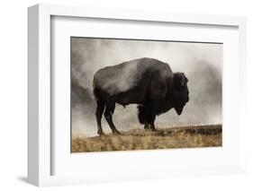 Bison in Mist, Upper Geyser Basin Near Old Faithful, Yellowstone National Park, Wyoming-Adam Jones-Framed Photographic Print