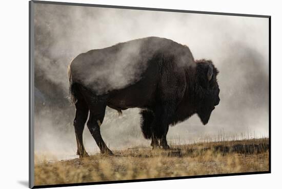 Bison in Mist, Upper Geyser Basin Near Old Faithful, Yellowstone National Park, Wyoming-Adam Jones-Mounted Photographic Print