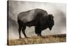 Bison in Mist, Upper Geyser Basin Near Old Faithful, Yellowstone National Park, Wyoming-Adam Jones-Stretched Canvas