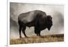 Bison in Mist, Upper Geyser Basin Near Old Faithful, Yellowstone National Park, Wyoming-Adam Jones-Framed Photographic Print