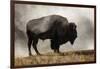 Bison in Mist, Upper Geyser Basin Near Old Faithful, Yellowstone National Park, Wyoming-Adam Jones-Framed Photographic Print