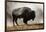 Bison in Mist, Upper Geyser Basin Near Old Faithful, Yellowstone National Park, Wyoming-Adam Jones-Framed Photographic Print