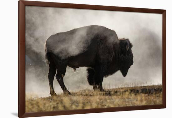 Bison in Mist, Upper Geyser Basin Near Old Faithful, Yellowstone National Park, Wyoming-Adam Jones-Framed Photographic Print