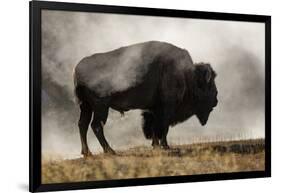 Bison in Mist, Upper Geyser Basin Near Old Faithful, Yellowstone National Park, Wyoming-Adam Jones-Framed Photographic Print