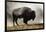 Bison in Mist, Upper Geyser Basin Near Old Faithful, Yellowstone National Park, Wyoming-Adam Jones-Framed Photographic Print