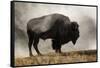 Bison in Mist, Upper Geyser Basin Near Old Faithful, Yellowstone National Park, Wyoming-Adam Jones-Framed Stretched Canvas
