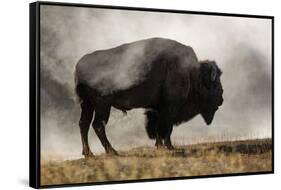 Bison in Mist, Upper Geyser Basin Near Old Faithful, Yellowstone National Park, Wyoming-Adam Jones-Framed Stretched Canvas