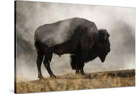 Bison in Mist, Upper Geyser Basin Near Old Faithful, Yellowstone National Park, Wyoming-Adam Jones-Stretched Canvas