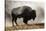 Bison in Mist, Upper Geyser Basin Near Old Faithful, Yellowstone National Park, Wyoming-Adam Jones-Stretched Canvas