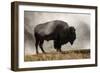 Bison in Mist, Upper Geyser Basin Near Old Faithful, Yellowstone National Park, Wyoming-Adam Jones-Framed Photographic Print