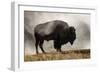 Bison in Mist, Upper Geyser Basin Near Old Faithful, Yellowstone National Park, Wyoming-Adam Jones-Framed Photographic Print