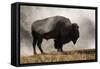 Bison in Mist, Upper Geyser Basin Near Old Faithful, Yellowstone National Park, Wyoming-Adam Jones-Framed Stretched Canvas