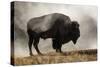 Bison in Mist, Upper Geyser Basin Near Old Faithful, Yellowstone National Park, Wyoming-Adam Jones-Stretched Canvas