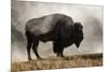 Bison in Mist, Upper Geyser Basin Near Old Faithful, Yellowstone National Park, Wyoming-Adam Jones-Mounted Premium Photographic Print