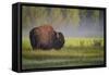 Bison in Morning Light-Sandipan Biswas-Framed Stretched Canvas