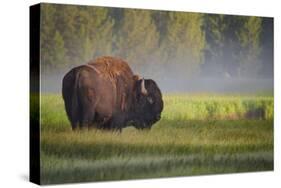 Bison in Morning Light-Sandipan Biswas-Stretched Canvas