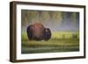 Bison in Morning Light-Sandipan Biswas-Framed Photographic Print