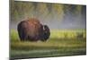 Bison in Morning Light-Sandipan Biswas-Mounted Photographic Print