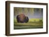 Bison in Morning Light-Sandipan Biswas-Framed Photographic Print