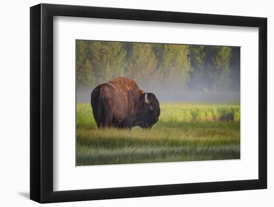 Bison in Morning Light-Sandipan Biswas-Framed Photographic Print