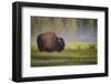 Bison in Morning Light-Sandipan Biswas-Framed Photographic Print